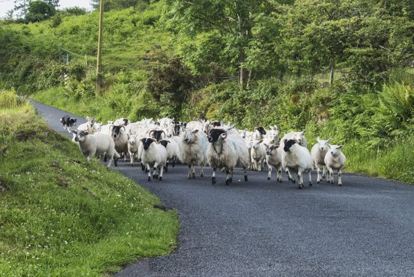 Sheep