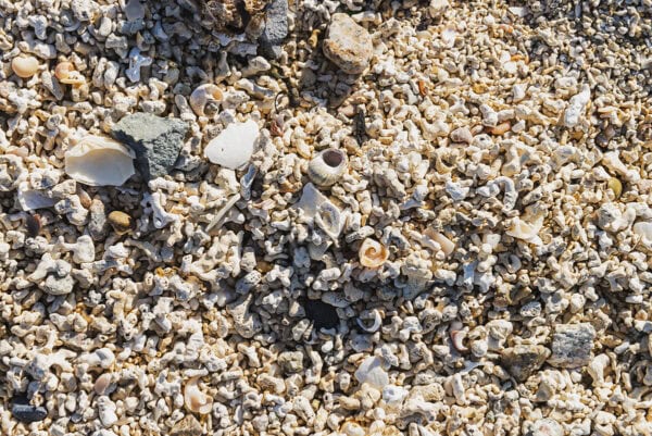 Coral Beach