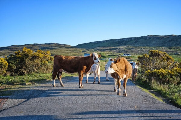 Traffic Jam
