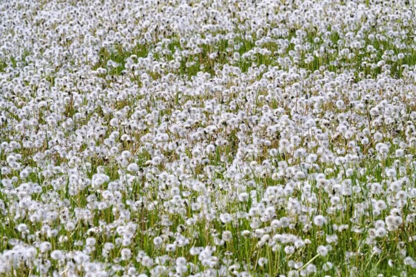 Dandelion