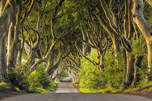 Dark Hedges