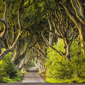 Dark Hedges