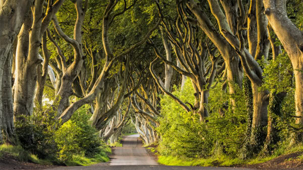 Dark Hedges
