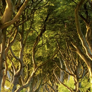 Dark Hedges