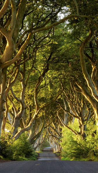 Dark Hedges