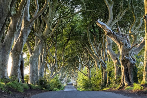 Dark Hedges