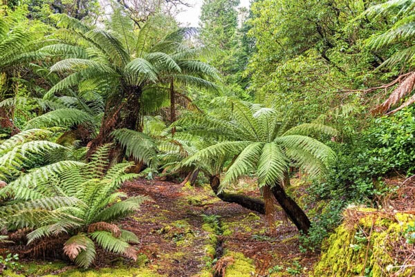 Derreen Garden