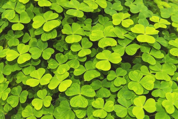 Derreen Garden