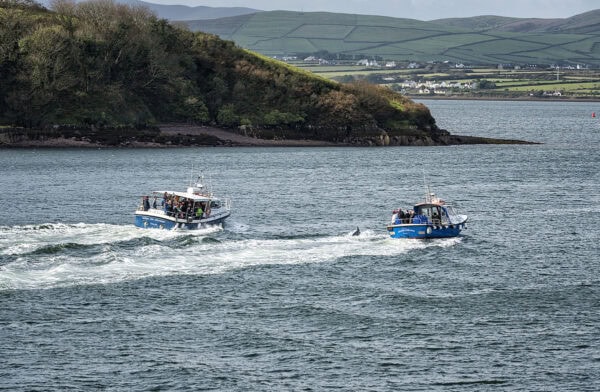 Dingle Harbour