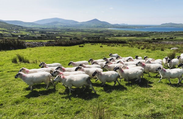 Dingle Peninsula
