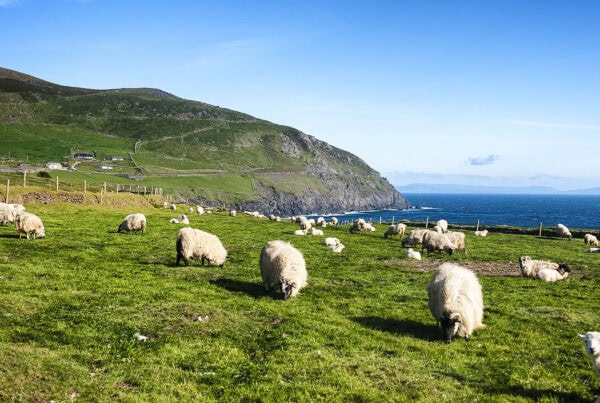 Sheep