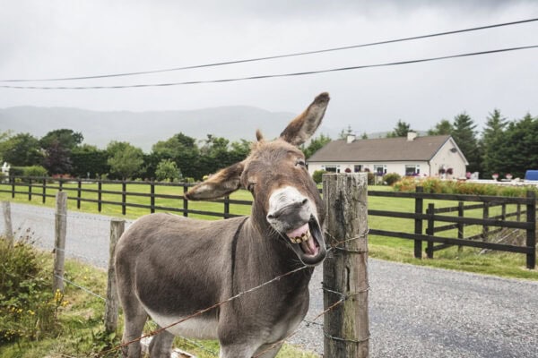 Donkey