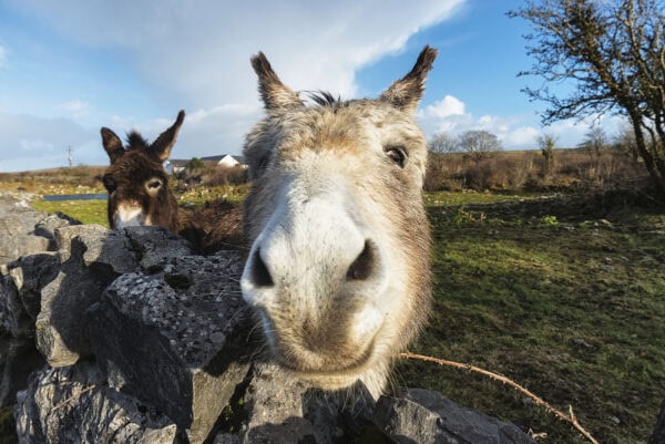 Donkey