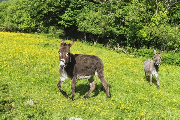 Donkey