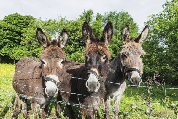 Donkey