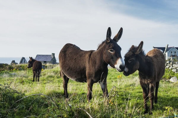 Donkey
