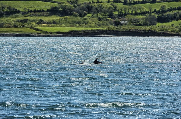 Dunmanus Bay