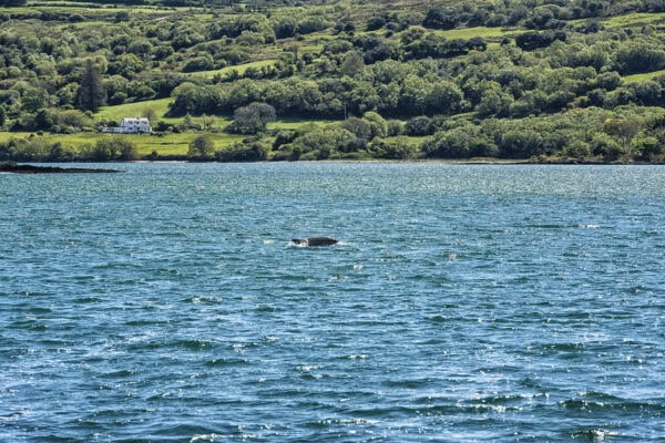 Dunmanus Bay