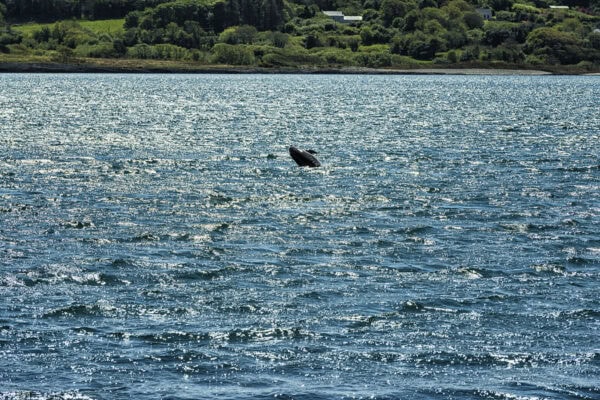 Dunmanus Bay
