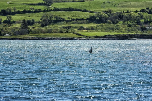 Dunmanus Bay