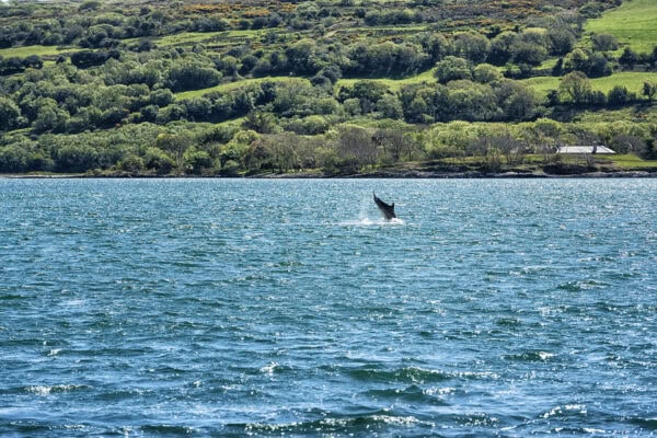 Dunmanus Bay