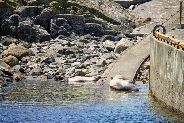 Elephant Seals