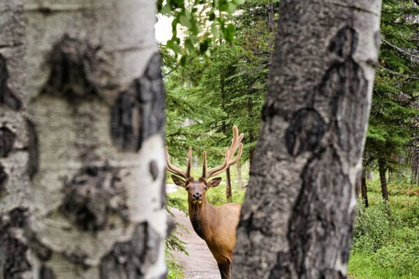 Elk