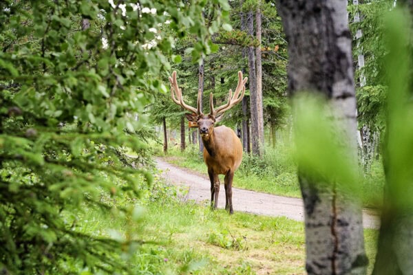 Elk