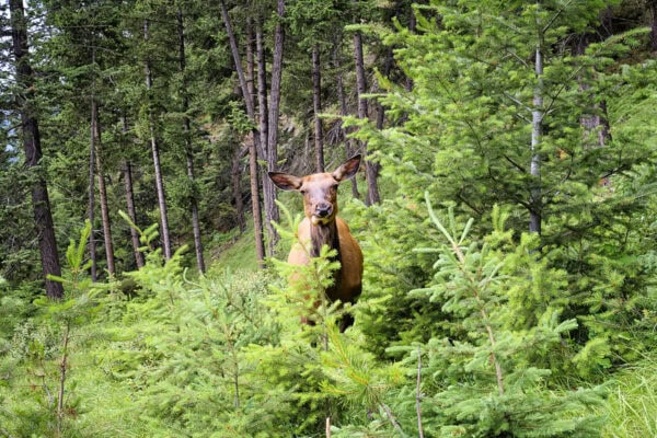 Elks
