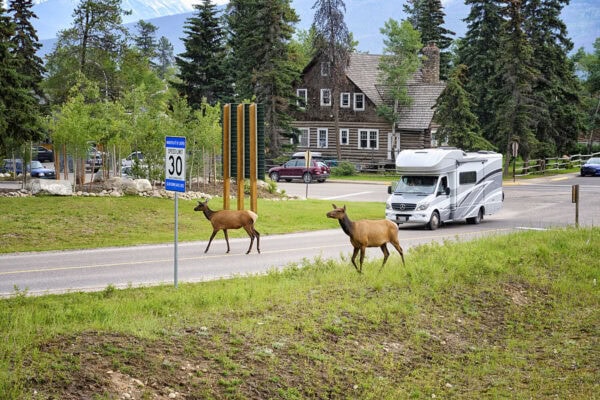 Elks