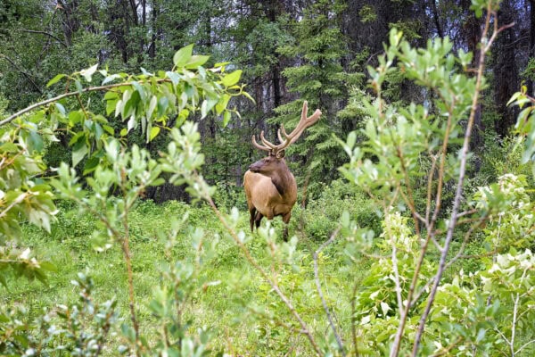 Elk