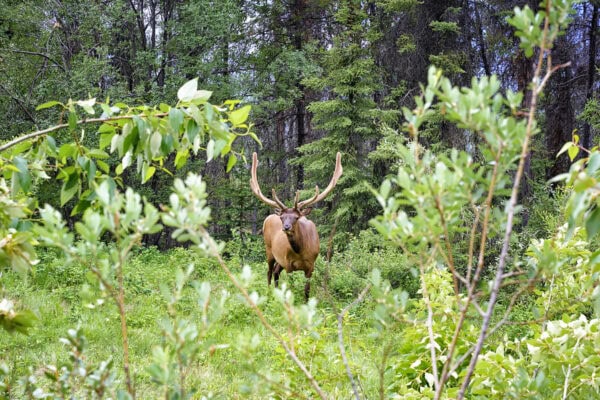 Elk