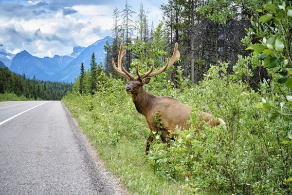 Elk