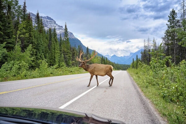 Elk