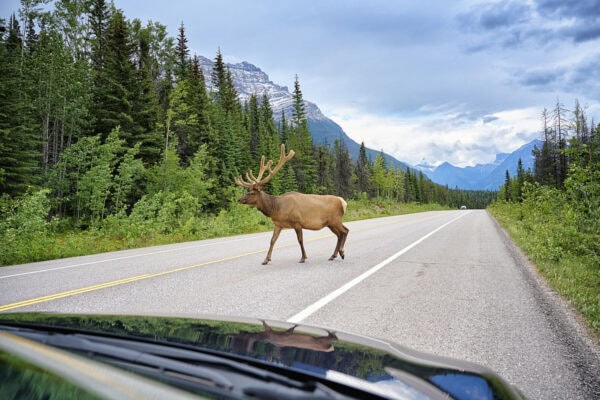 Elk