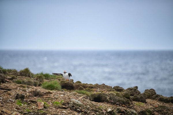 Elliston Puffins