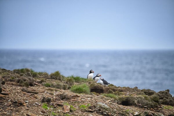 Elliston Puffins