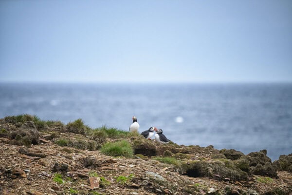 Elliston Puffins