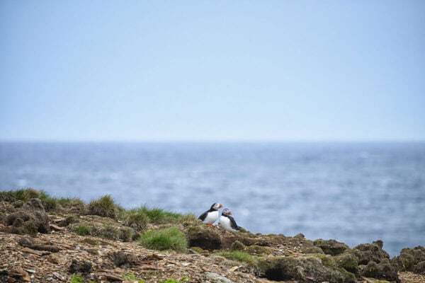 Elliston Puffins