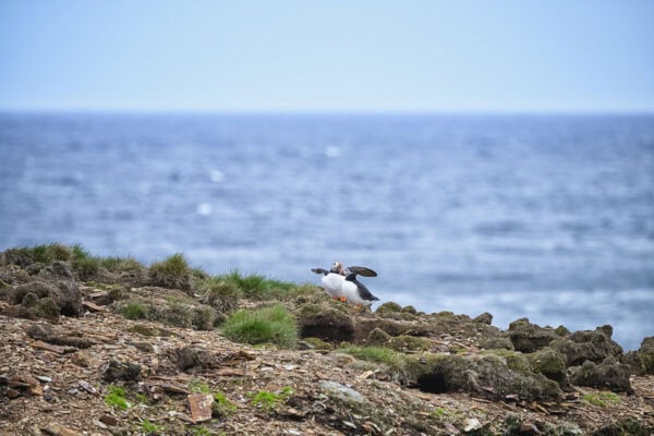 Elliston Puffins