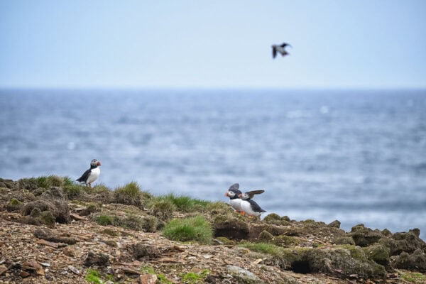 Elliston Puffins