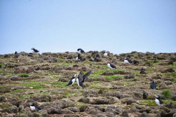 Elliston Puffins