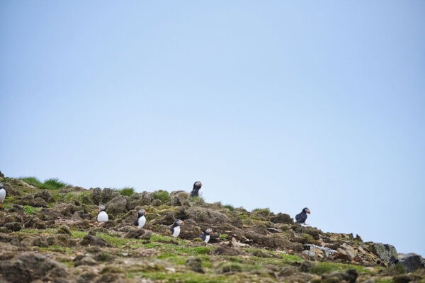 Elliston Puffins