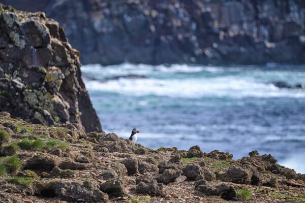 Elliston Puffins
