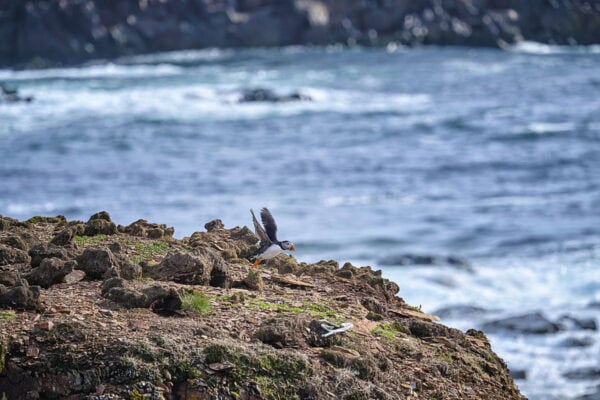 Elliston Puffins