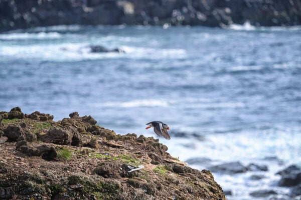 Elliston Puffins