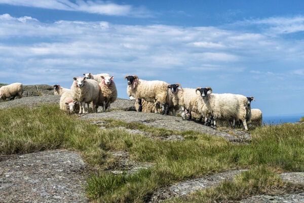 Fair Head