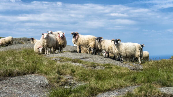Fair Head Sheep