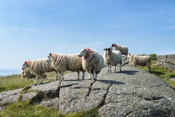 Fair Head