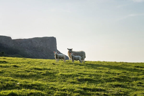 Fair Head